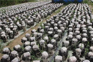 黑木耳种植：揭秘高效益的“黑色黄金”培育技术
