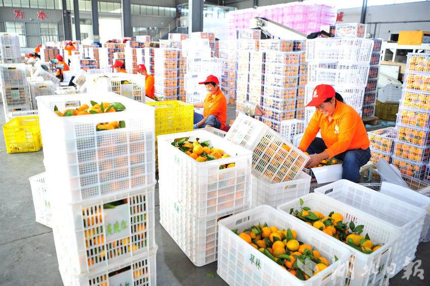 畅销农产品有哪些_畅销农产品乡村振兴_畅销的农产品