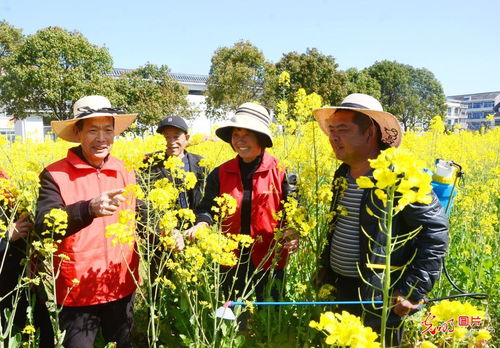 浙平4号油菜种植技术揭秘：如何提升产量与品质？