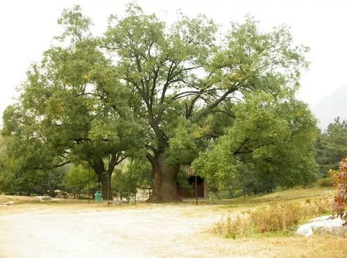 国槐种植技术视频深度解析：揭秘两年种植成功的秘诀