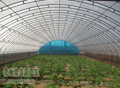 大棚越夏黄瓜种植技术：揭秘高效稳产的秘密武器