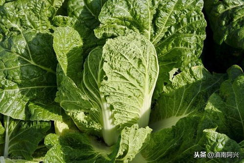 《秋白菜种植技术大全：揭秘丰收秘诀，助您轻松种植高品质白菜！》