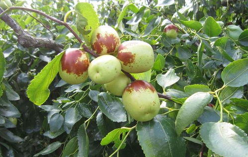 和田大枣种植秘籍：揭秘新疆优质红枣的培育之道
