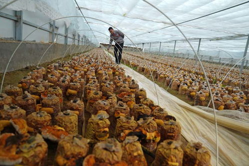 山西桑黄种植技术基地：揭秘桑黄产业的绿色革命