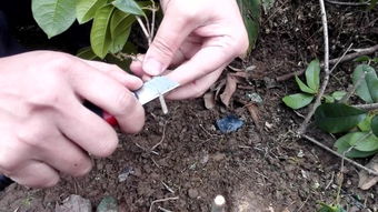 农广天地黄精种植技术揭秘：如何提高黄精产量与品质？