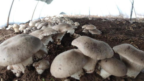 羊肚菇种植技术揭秘：如何打造绿色高效的菌菇产业链？