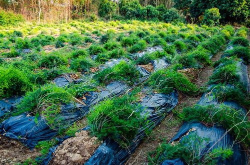揭秘天冬种植亩产量：如何实现高效益的绿色农业？