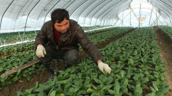 农业网蔬菜种植技术革新：揭秘高效、环保的绿色种植之道