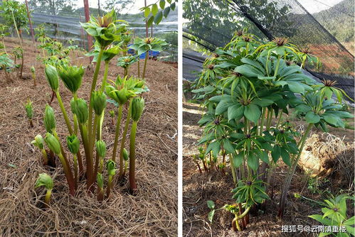 揭秘云南重楼种植技术：如何培育出高品质的“地下黄金”