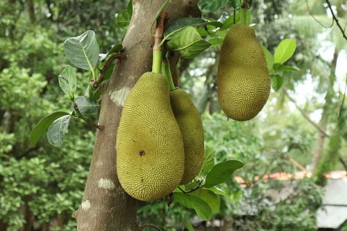 四季菠萝蜜种植技术揭秘：如何打造高产高效果园？