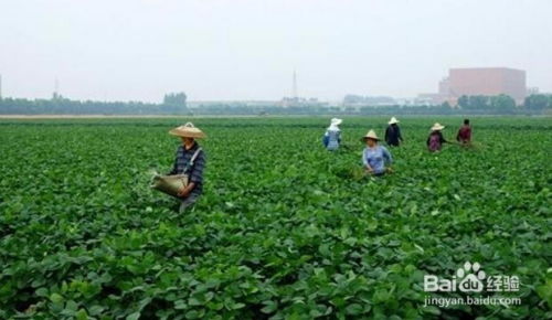 《揭秘毛豆高产种植奥秘：如何实现亩产千斤？》