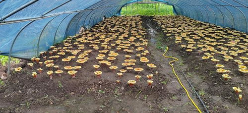 《揭秘大棚种植灵芝：高效益的生态农业新趋势》