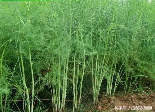 《北方芦笋种植技术揭秘：揭秘高效益的秘密武器！》