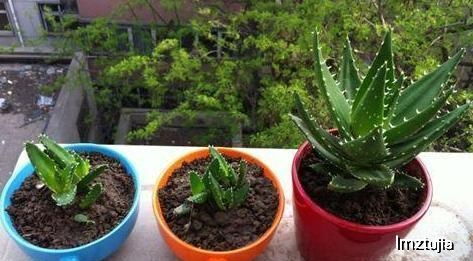 《揭秘盆栽天麻种植秘籍：轻松入门，开启您的养生之道》