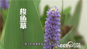 揭秘水上空心菜种植新篇章：高效、环保、可持续的农业创新实践