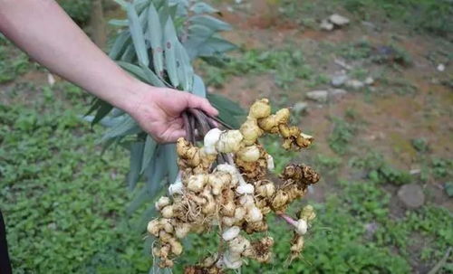 《黄精种植技术揭秘：如何高效培育优质黄精？》