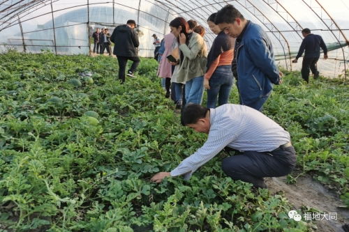 《揭秘无籽西瓜种植奥秘：高效技术助力丰收》