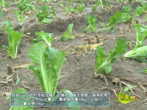 揭秘打瓜种植与施肥技巧：如何打造优质瓜果？