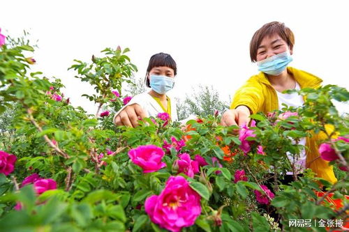玫瑰花种植技术大全：从新手到专家的全面指南