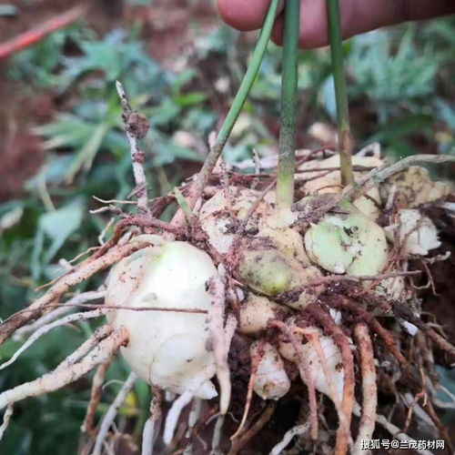 揭秘黄精种植技术巅峰：如何打造高效高产的黄精种植模式？