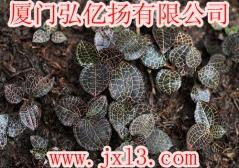 金线莲种植新篇章：揭秘高效种植技术与市场销售策略