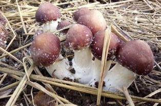 《探索菌菇王国：揭秘高效蘑菇种植技术》