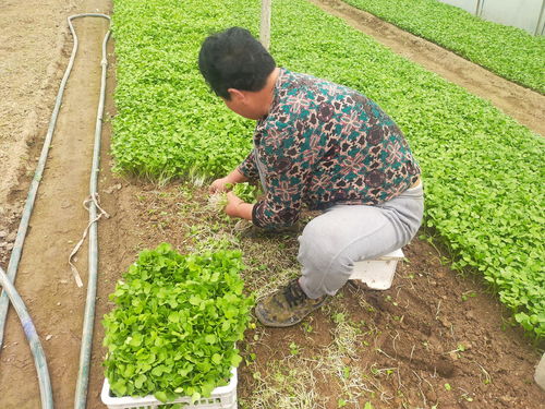 揭秘有机蔬菜种植奥秘：技术指导助力绿色农业新时代