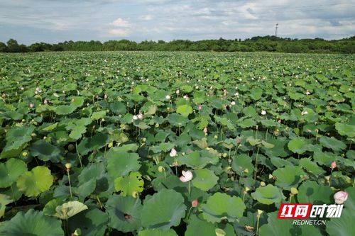 湘莲种植技术揭秘：如何让莲蓬丰收，打造绿色生态农业？