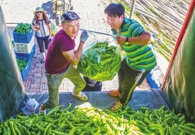 《家庭蔬菜种植技术大全：轻松拥有绿色健康菜园的秘密》