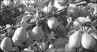 库尔勒香梨种植技术揭秘：如何培育出甘甜如蜜的果实？