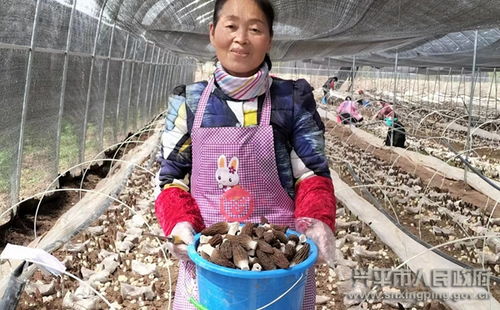 羊肚菌种植技术培训：揭秘高效益真菌栽培之道