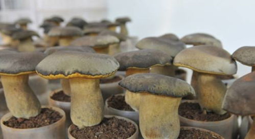 人工种植牛肝菌：揭秘高效生态农业新趋势