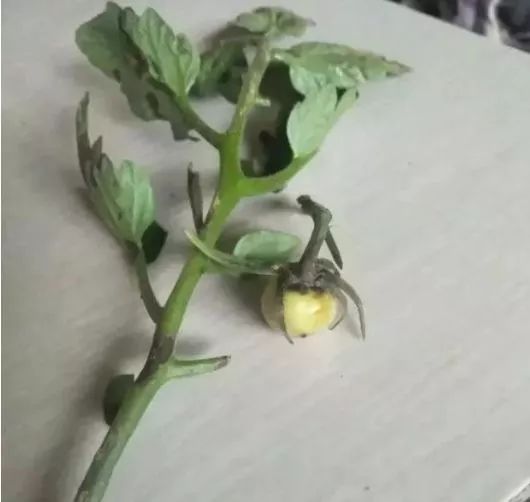 揭秘露地秋番茄种植技术，助您丰收满满！
