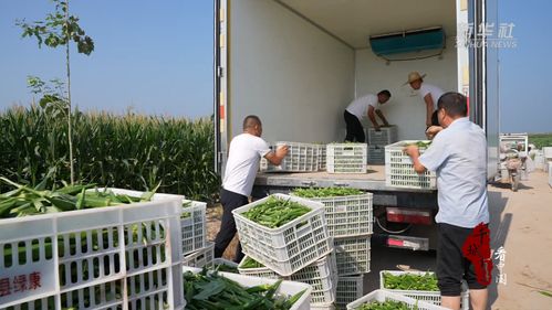 千亩秋葵种植技术揭秘：如何打造高效益的绿色农业新模式？