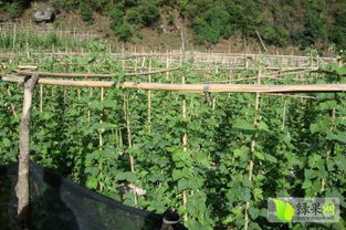 揭秘四季豆种植秘籍：高效栽培指南助力丰收