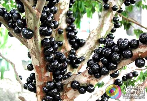 嘉宝果种植新篇章：揭秘高效种植技术，打造绿色财富（嘉宝果、高效种植、绿色财富、种植技术、市场前景）