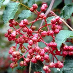 CCTV7独家揭秘：花椒种植技术视频，揭秘高效增收的秘密！