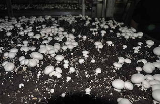 《揭秘高效蘑菇种植技术：视频教程下载指南，助您轻松掌握菌类种植之道》