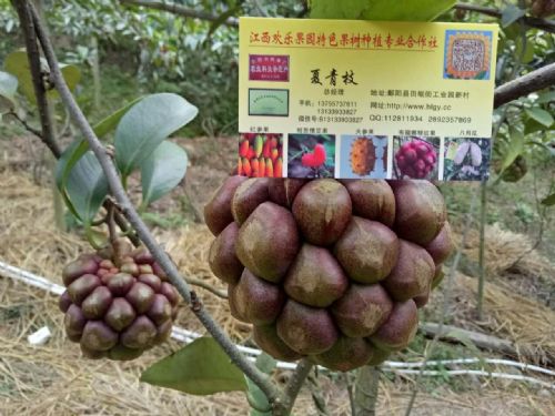 布福娜种植技术大全：揭秘高效益的绿色财富之路