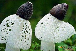 揭秘高效蘑菇种植技术，视频教学助力农业创新