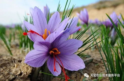 揭秘藏红花栽培之道：如何种出珍贵药材的瑰宝？