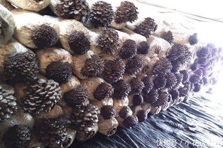 《平菇种植，致富新途径——揭秘高效平菇种植技术视频解析》