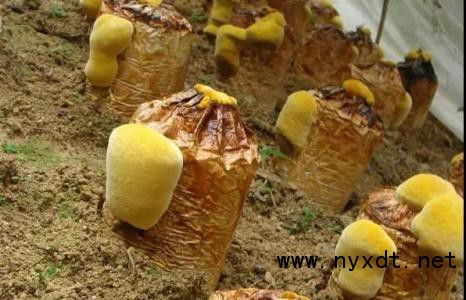 桑黄种植新篇章：揭秘高效益的栽培技术