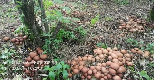 林下种植食用菌：绿色农业新篇章，您了解多少？
