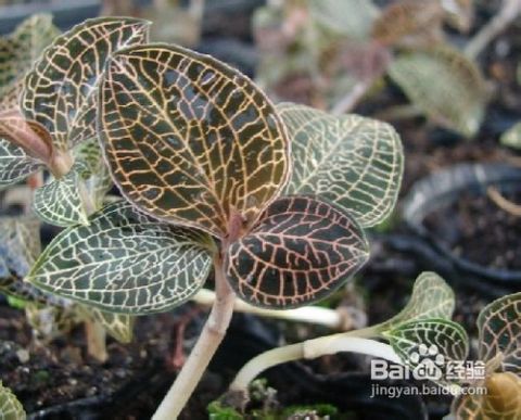 金线莲种植与收割：揭秘高效益的生态农业新宠