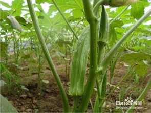 《揭秘正宗黄秋葵种植：技术要点与高效管理之道》