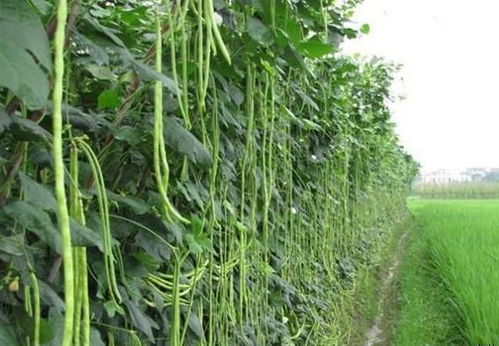 春季冷棚豆角种植技术解析：如何实现高产高效？