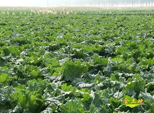 夏季大白菜种植攻略：揭秘高效高产的秘密