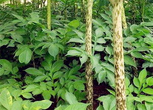 魔芋种植新篇章：揭秘高效种植技术与关键要求