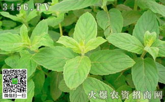 薄荷种植技术解析：如何打造高品质的天然香草园？